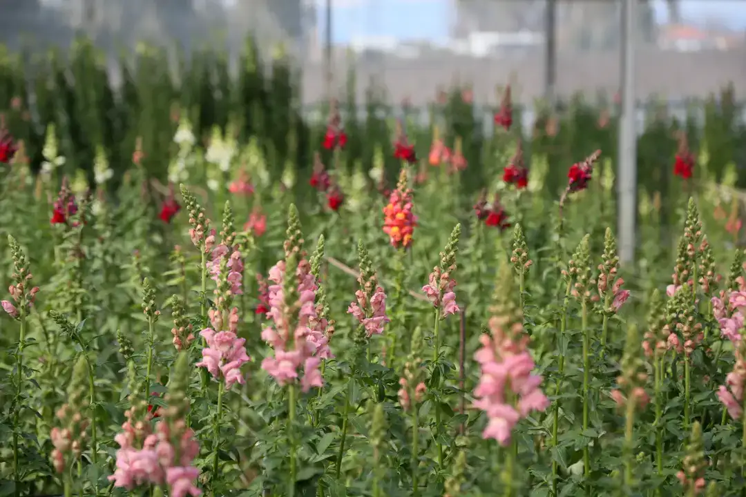 Aslanağzı Üretimiyle Avrupa Pazarına İlk Sevkiyat 7
